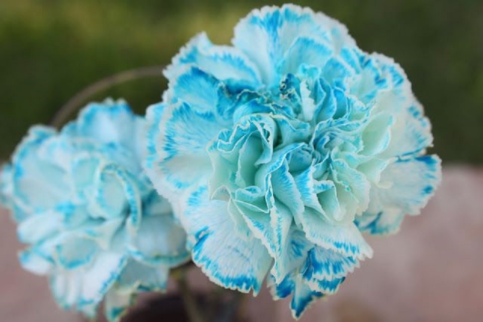  Blue and white carnations flower meaning